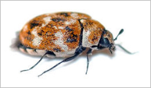 Pest Control Operators of California (PCOC)