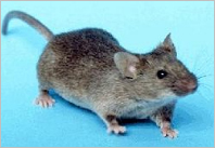 Pest Control Operators of California (PCOC)