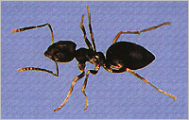 Pest Control Operators of California (PCOC)